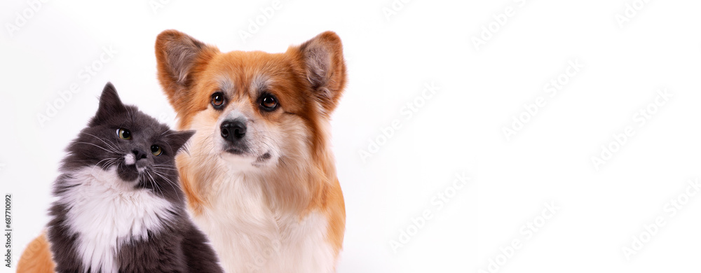 Welsh Corgi Pembroke and Gray Fluffy Cat portraits against white background. Web banner template good for vet shop or veterinary clinic. Welsh Corgi Pembroke and Gray Fluffy Cat portraits against white background. Web banner template good for vet shop or veterinary clinic.