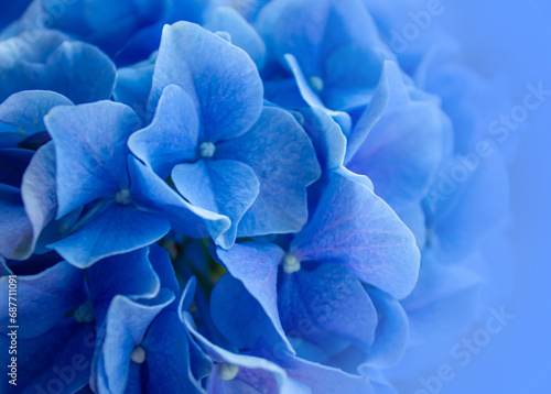 Blue Hydrangea (Hydrangea macrophylla) or Hortensia flower in slight color variations ranging from blue to purple. Shallow depth of field for soft dreamy feel.