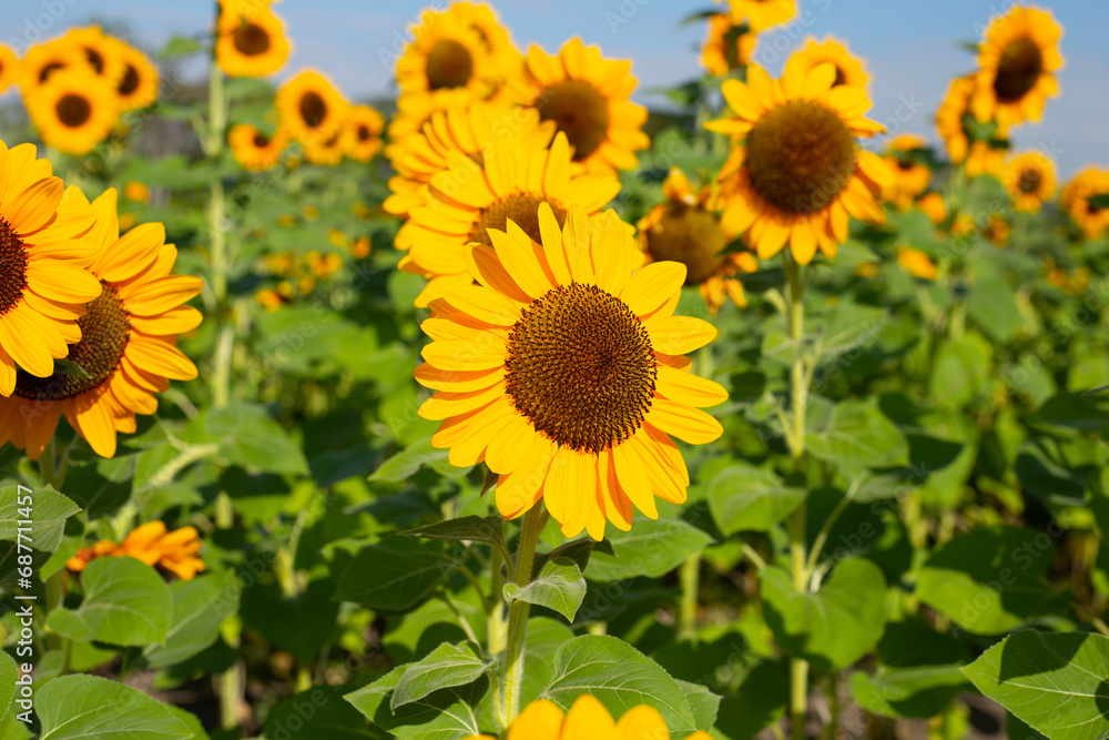 Sunflower field, Beautiful summer landscape. Sunflower field, Beautiful summer landscape.