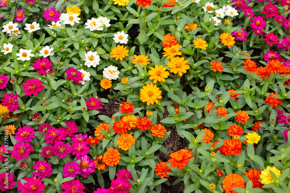 Zinnia flower in the garden