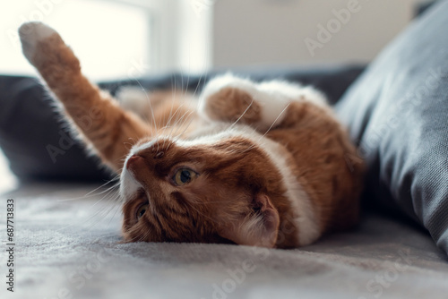 Ginger cat lies on the gray sofa. Comfort and relax concept.