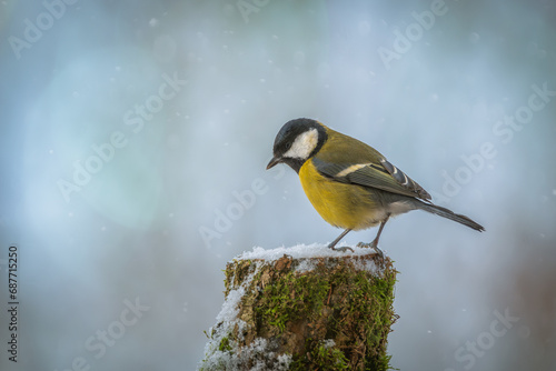 Great tit on a snowy day