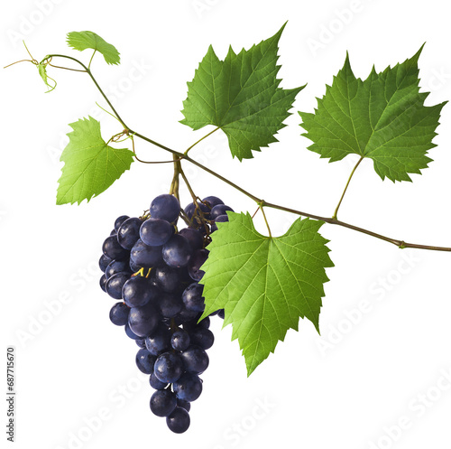 Fresh organic Blue Grape falling in the air isolated