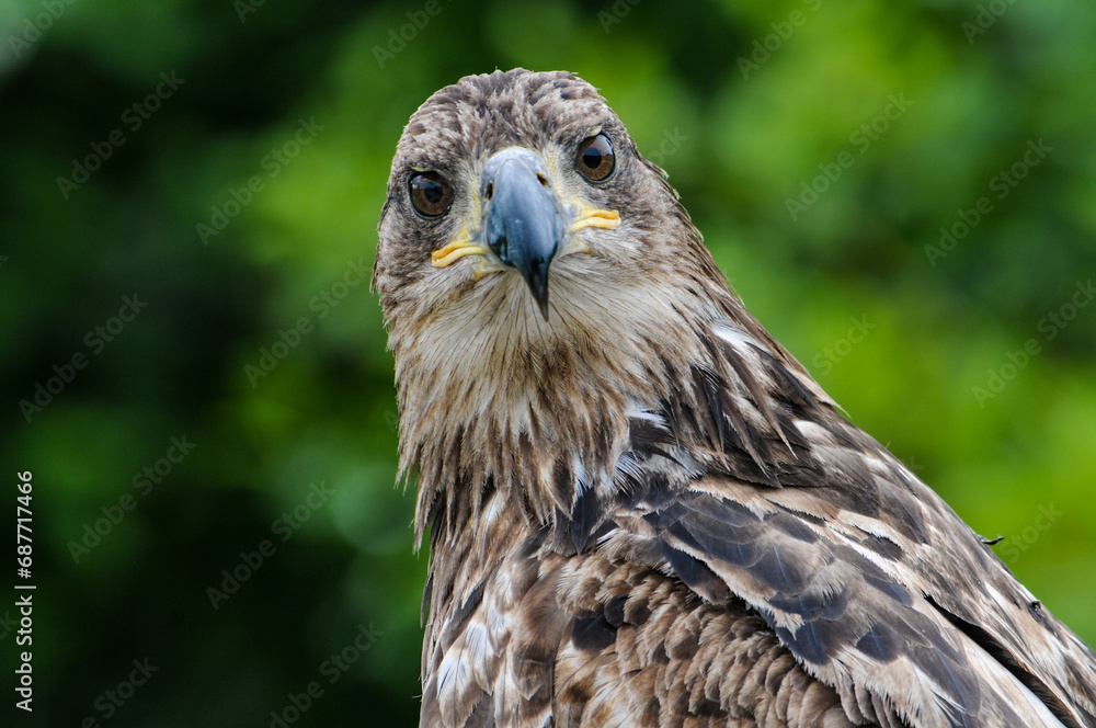 Fototapeta premium Juvenile Bald Eagle 