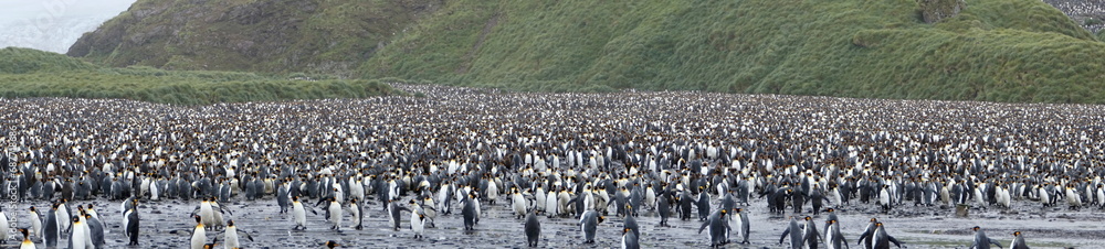 Obraz premium Panorama of a king penguin (Aptenodytes patagonicus) colony at Salisbury Plain, South Georgia Island