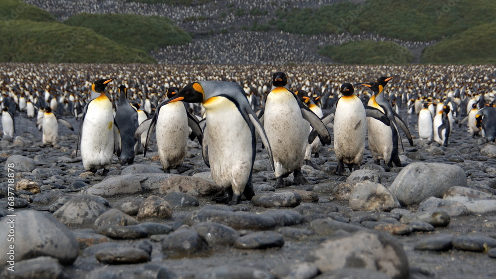 Obraz premium King penguins (Aptenodytes patagonicus) walking at the front of a penguin colony at Salisbury Plain, South Georgia Island