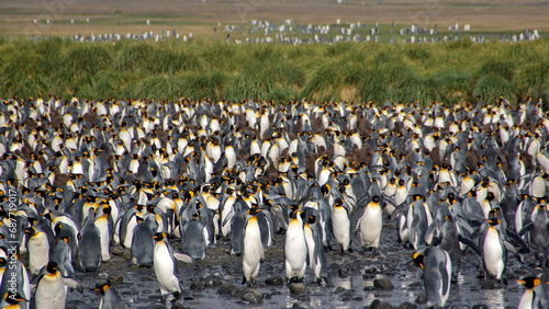 King penguin  Aptenodytes patagonicus  colony at Salisbury Plain  South Georgia Island