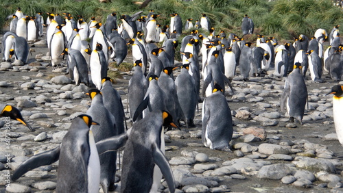 King penguin  Aptenodytes patagonicus  colony at Salisbury Plain  South Georgia Island