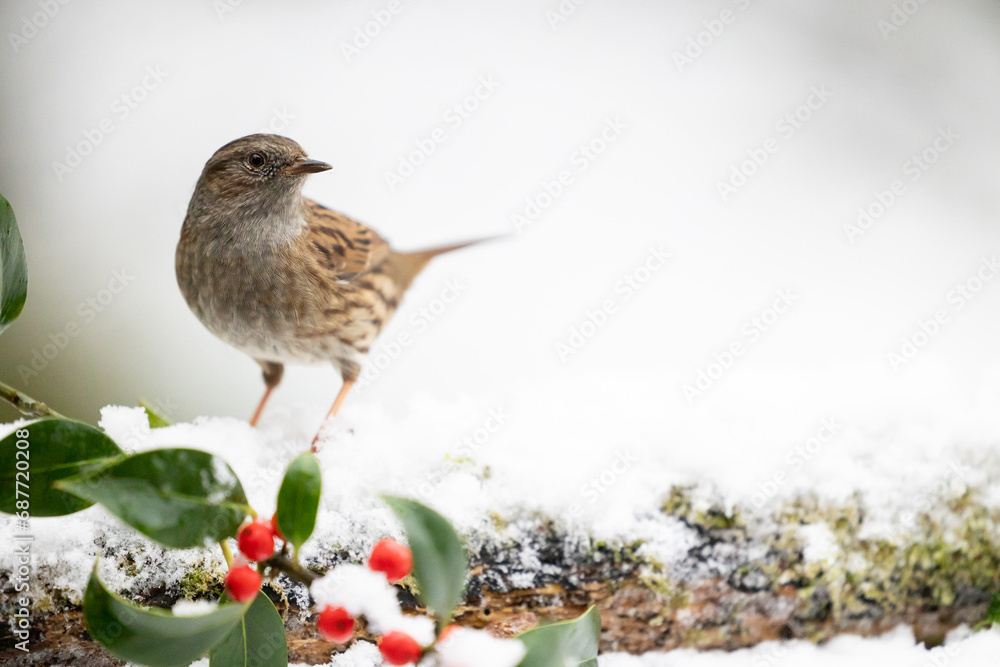 Dunnock (prunella modularis) on a snowy log in December, muted green background. Yorkshire, UK in Winter