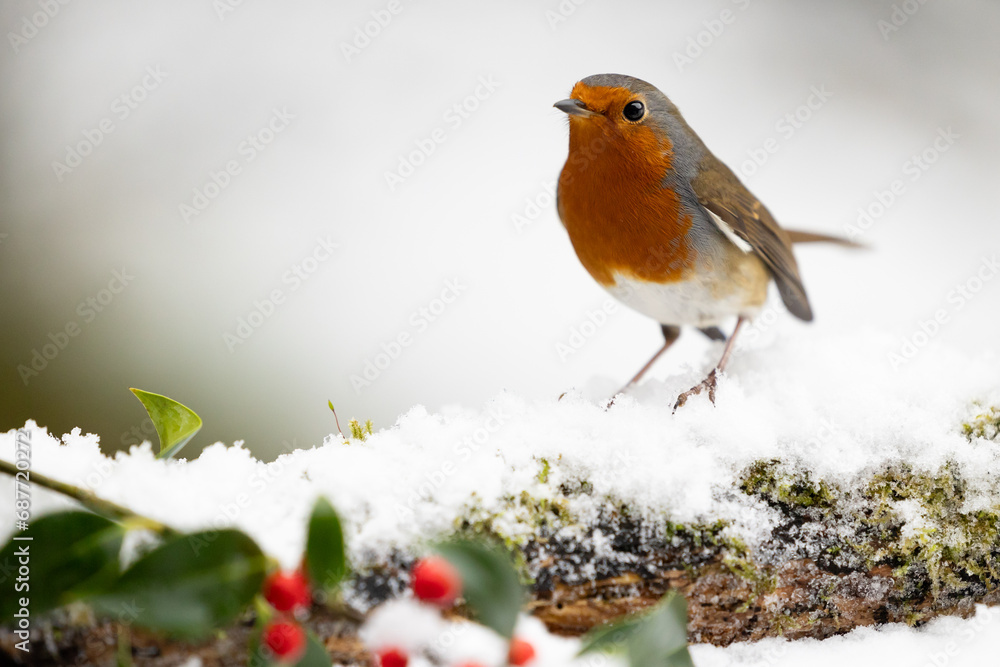 Adult Robin (erithacus rubecula) perched on a snowy log with a wintry, white background and red holly berries in the foreground - Yorkshire, UK in Winter Adult Robin (erithacus rubecula) perched on a snowy log with a wintry, white background and red holly berries in the foreground - Yorkshire, UK in Winter