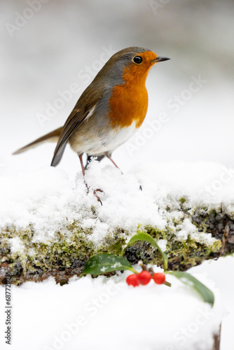 Adult Robin (erithacus rubecula) perched on a snowy log with a wintery, white background - Yorkshire, UK in Winter