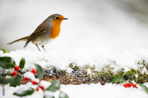 Adult Robin (erithacus rubecula) perched on a snowy log with a wintery, white background - Yorkshire, UK in Winter © Helen