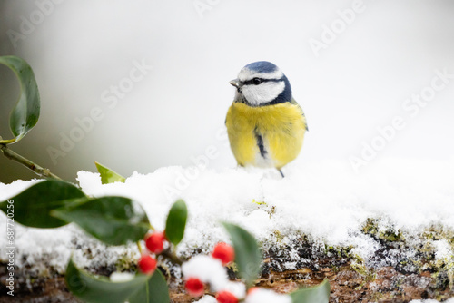 Beautiful blue and yellow Blue Tit (Cyanistes caeruleus) perched on a snowy log with a wintery, white background and red holly berries in the foreground - Yorkshire, UK in Winter