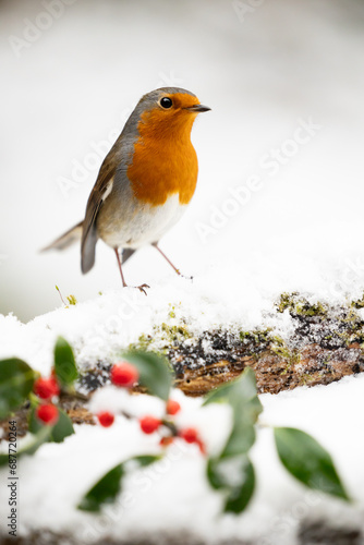 Festive Robin (erithacus rubecula)  perched on a snowy log with a wintry, white background and red holly berries in the foreground - Yorkshire, UK in Winter