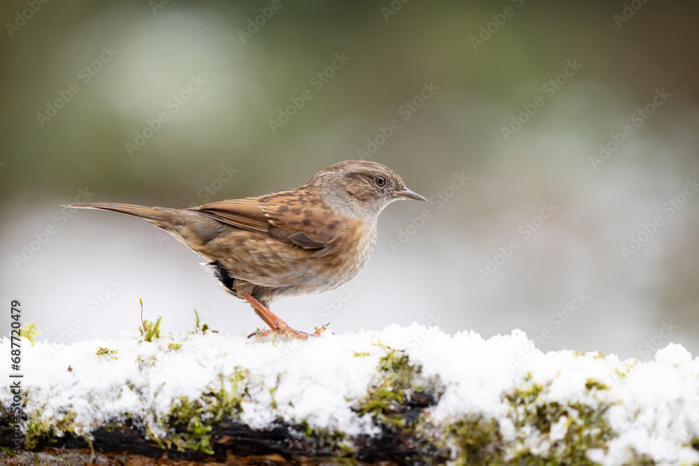 Side view of a beautiful Dunnock (prunella modularis) perched on a snowy log in December, muted green and white background. Yorkshire, UK in Winter Side view of a beautiful Dunnock (prunella modularis) perched on a snowy log in December, muted green and white background. Yorkshire, UK in Winter