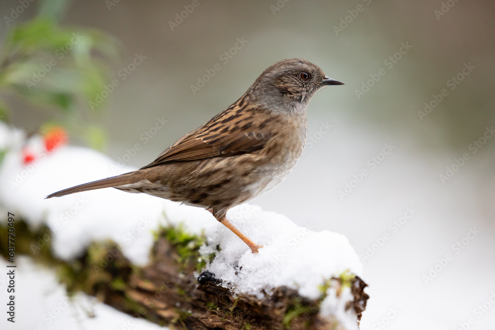 Dunnock (prunella modularis) on a snowy log in December, muted green background. Yorkshire, UK in Winter Dunnock (prunella modularis) on a snowy log in December, muted green background. Yorkshire, UK in Winter