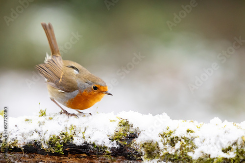 Festive Adult Robin (erithacus rubecula) crouched on a snowy log with a wintry, white background - Yorkshire, UK in Winter