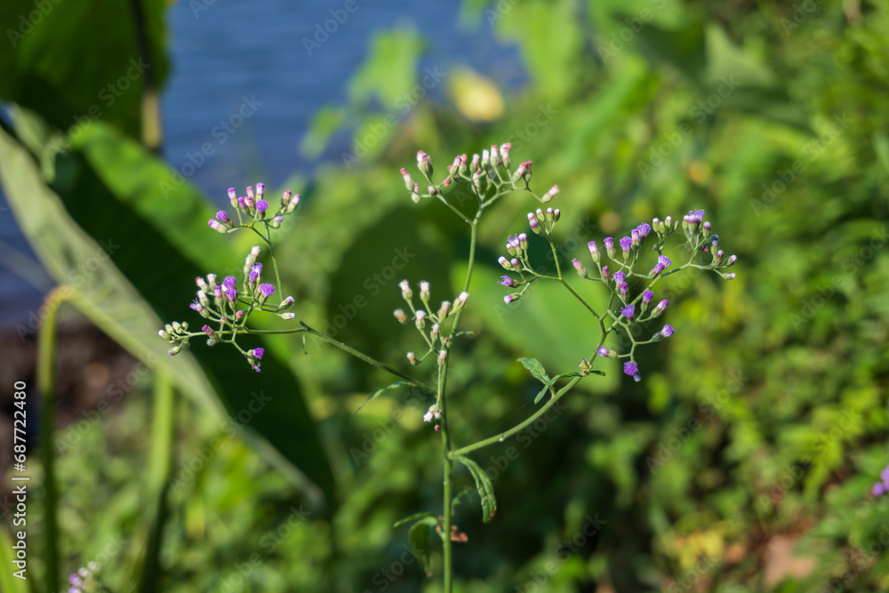Cyanthillium cinereum small white and purple grass flowers also known as little ironweed on blurred green natural background Cyanthillium cinereum small white and purple grass flowers also known as little ironweed on blurred green natural background