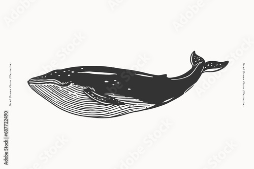 Monochrome hand-drawn image of a swimming whale. Ocean animal on a light background. Vector illustration for your design.
