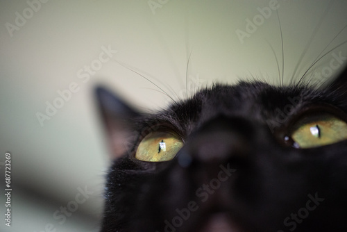 Black Cat Yellow Green Eye Macro