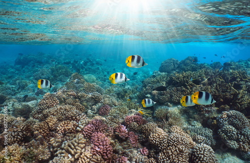 Fototapeta Naklejka Na Ścianę i Meble -  Coral reef with tropical fish and sunlight underwater in the south Pacific ocean, French Polynesia, Rangiroa