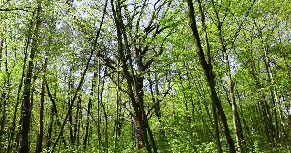 trees with the first foliage in the forest in the spring season, the first foliage on trees in the spring season trees with the first foliage in the forest in the spring season, the first foliage on trees in the spring season