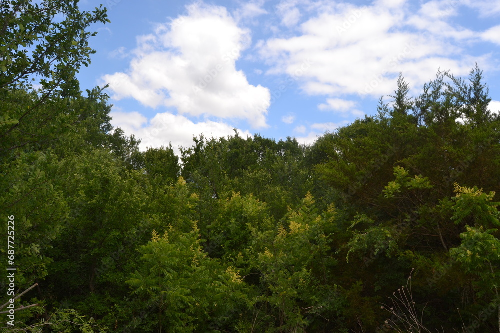 forest and sky forest and sky