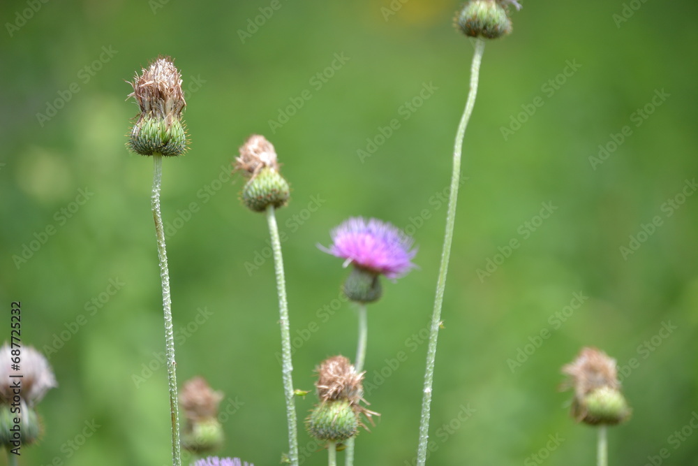 small purple flower in field