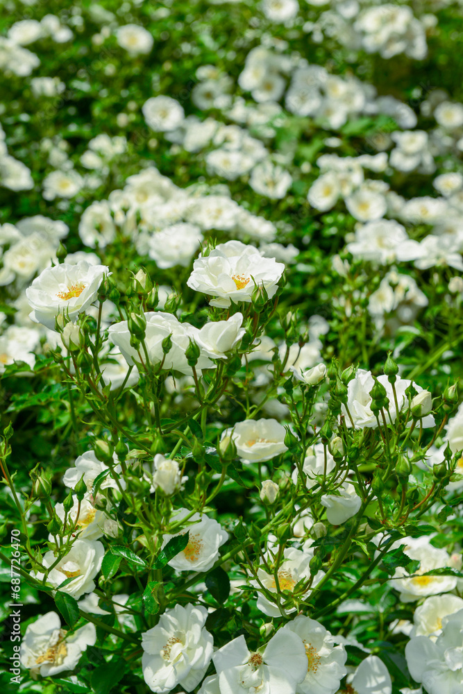 Beautiful white roses blooming outdoors, closeup Beautiful white roses blooming outdoors, closeup
