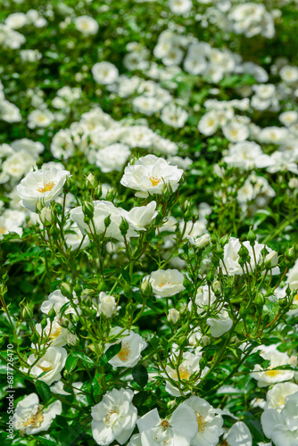Beautiful white roses blooming outdoors, closeup © Pixel-Shot