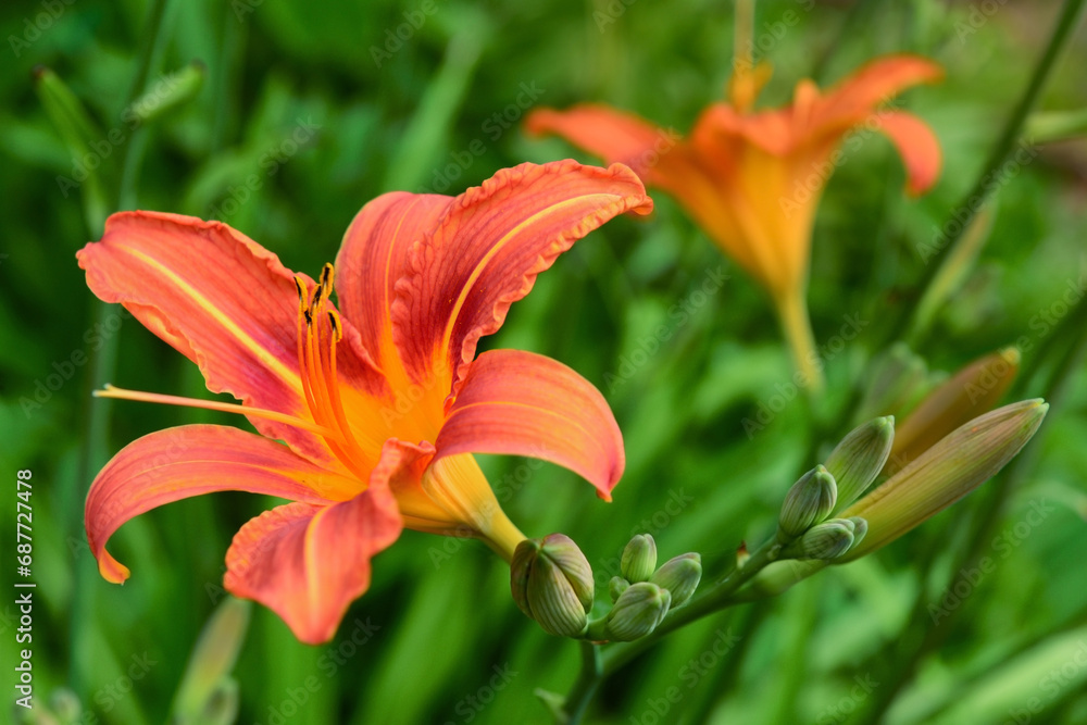 Beautiful orange lily flower in village, closeup Beautiful orange lily flower in village, closeup