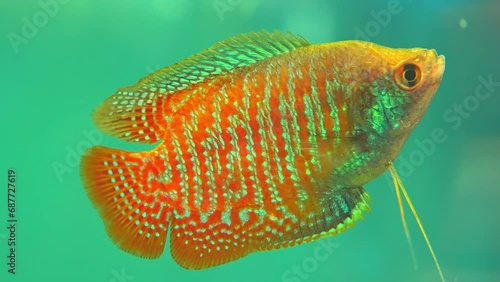 Dwarf Gourami, Colisa lalia, small, brightly colored freshwater fish. Peaceful small community fish. Live in  heated aquarium. Anabantoids, breathe air with a labyrinth organ. Tropical fish home hobby photo