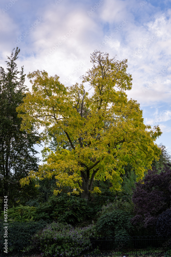 Naklejka premium Tipuana tipu (Benth.) Kuntze or tipu tree in autumn
