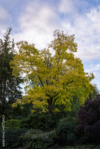Tipuana tipu  Benth.  Kuntze or tipu tree in autumn