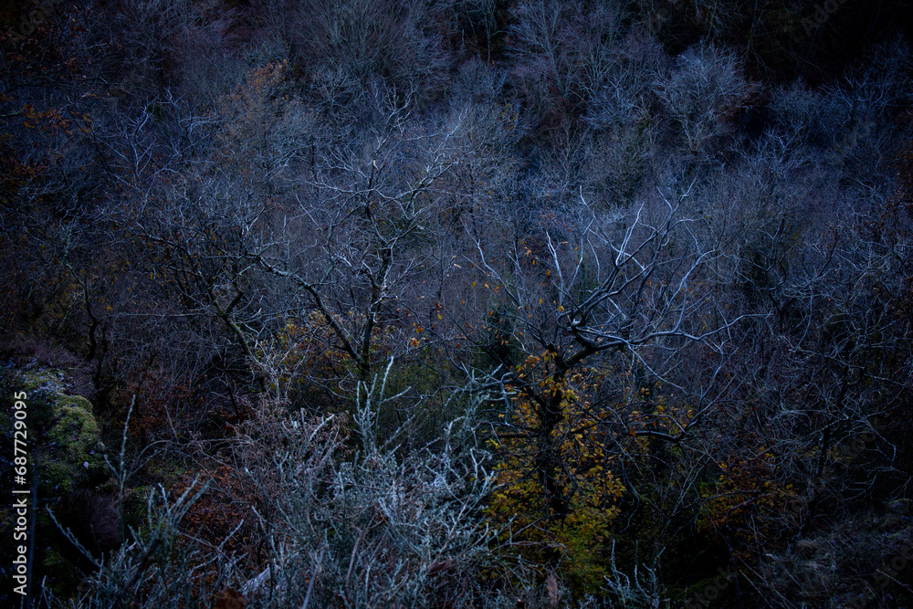 Forest in Wintertime details Forest in Wintertime details