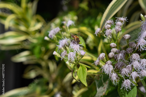 Bee on Tropical Whiteweed Macro photo