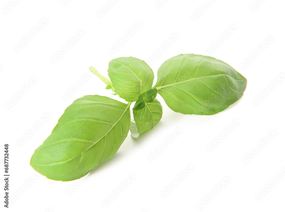 Fresh basil on white background Fresh basil on white background