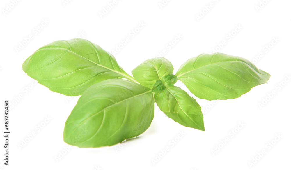 Fresh basil on white background Fresh basil on white background