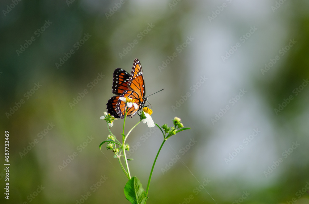 Viceroy Butterfly at Nature Preserve Viceroy Butterfly at Nature Preserve