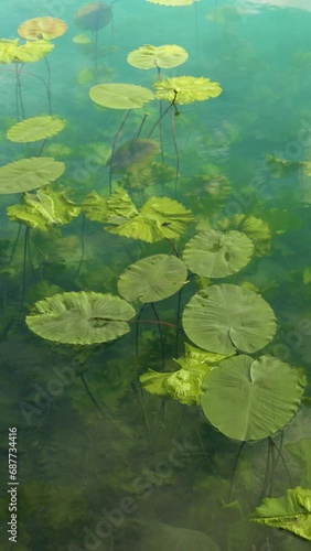 Lily green leaves