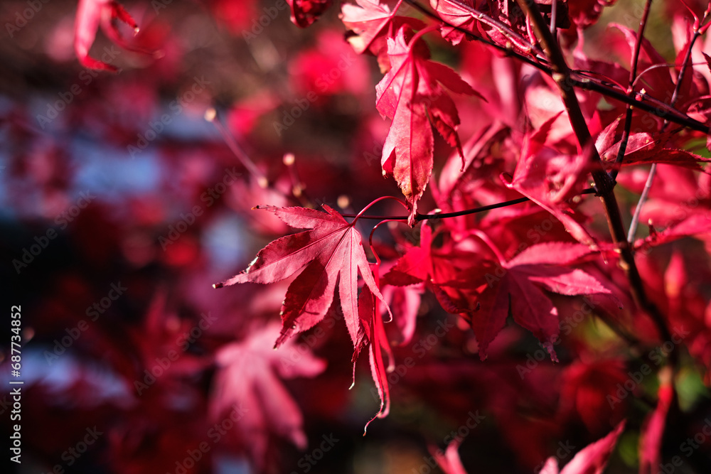 Red maple leaves background, selective focus Red maple leaves background, selective focus
