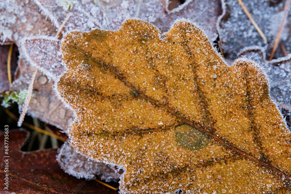 Obraz premium Frozen foliage, late autumn, early winter season background