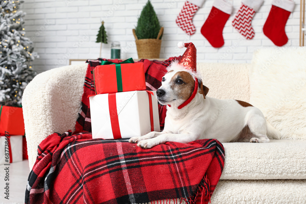 Cute Jack Russell Terrier dog in Santa hat headband with Christmas gift boxes on sofa at home