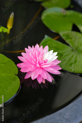 Fotografía Beautiful pink and white water lily. Lotus water plant in a pot