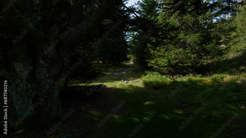 Forêt éclairée Forêt éclairée