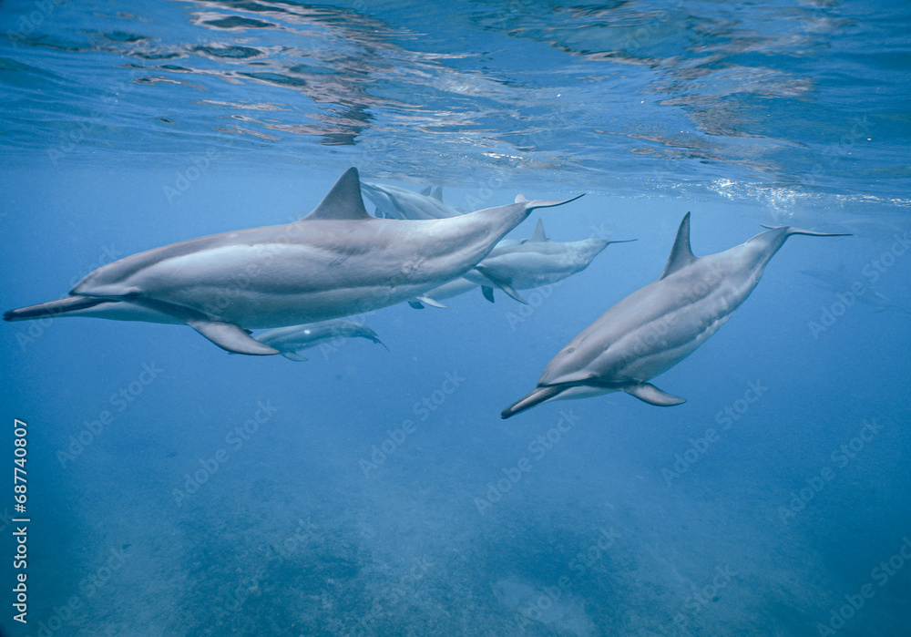 Naklejka premium Wild Spinner Dolphins swimming in Beautiful Water in Hawaii 