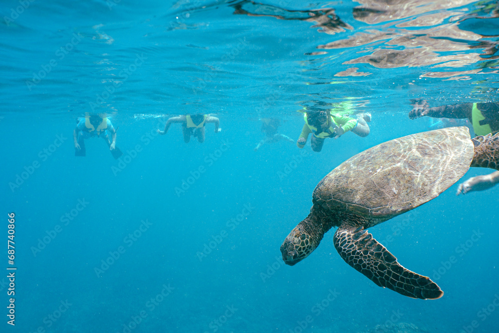 Fototapeta premium Snorkeling with Wild Hawaiian Green Sea Turtles in Hawaii 