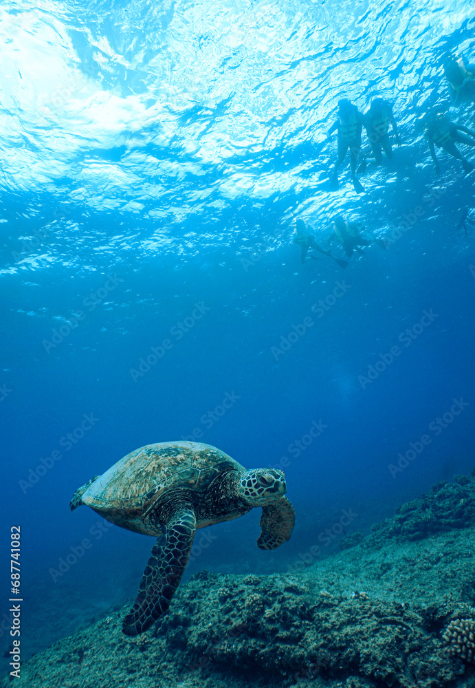 Fototapeta premium Snorkeling with Wild Hawaiian Green Sea Turtles in Hawaii