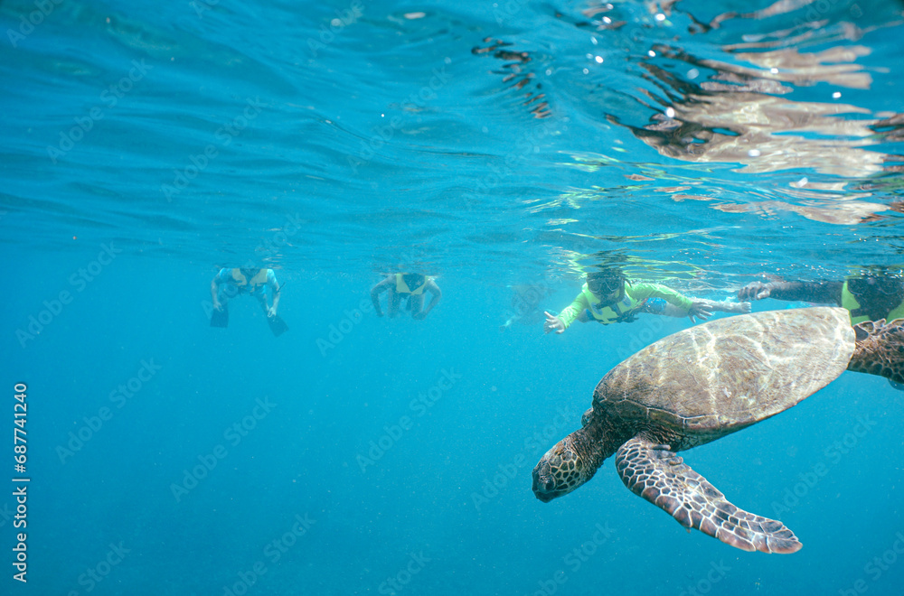 Fototapeta premium Snorkeling with Wild Hawaiian Green Sea Turtles in Hawaii 
