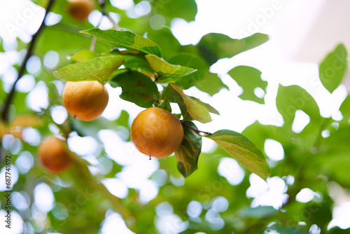 Yellow persimmon hanging on the green branches of a tree in the garden photo